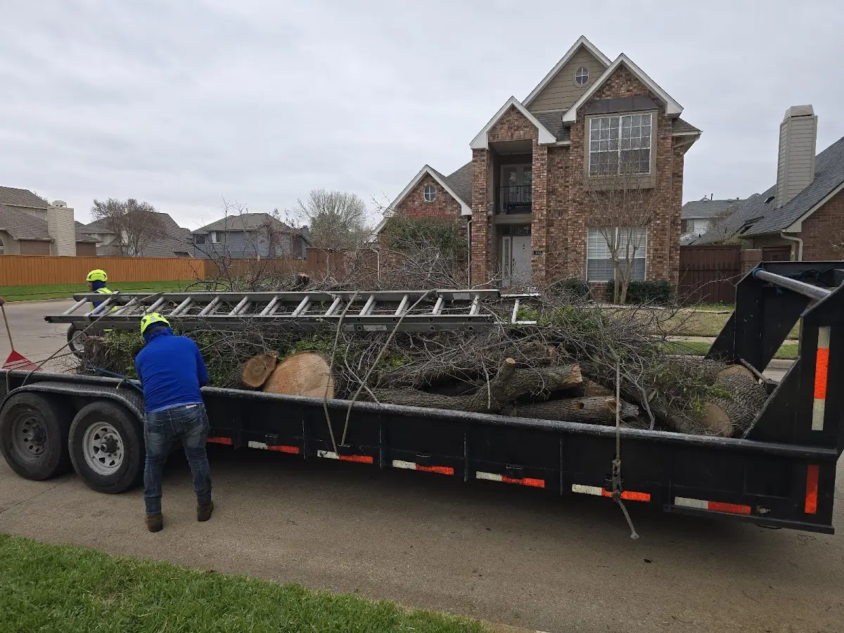Expert Tree Fertilization with proper safety equipment in Pala